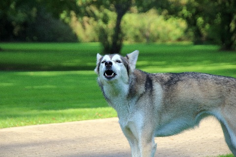 Hundewiese Eickhorst